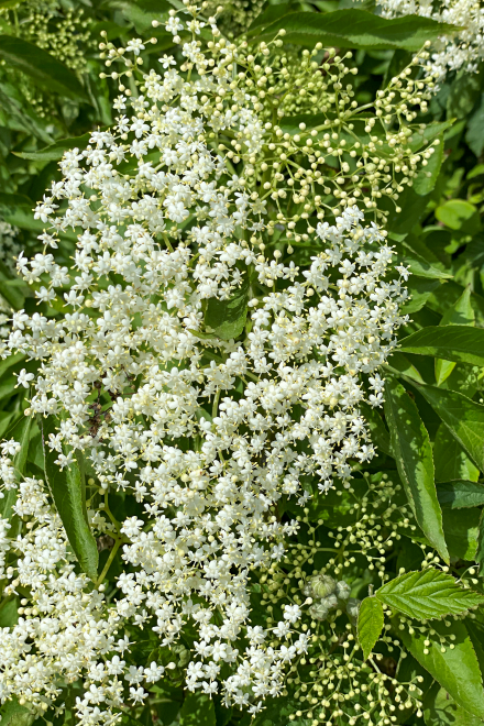 Fruchtzubereitung | Holunderblüte | Bio