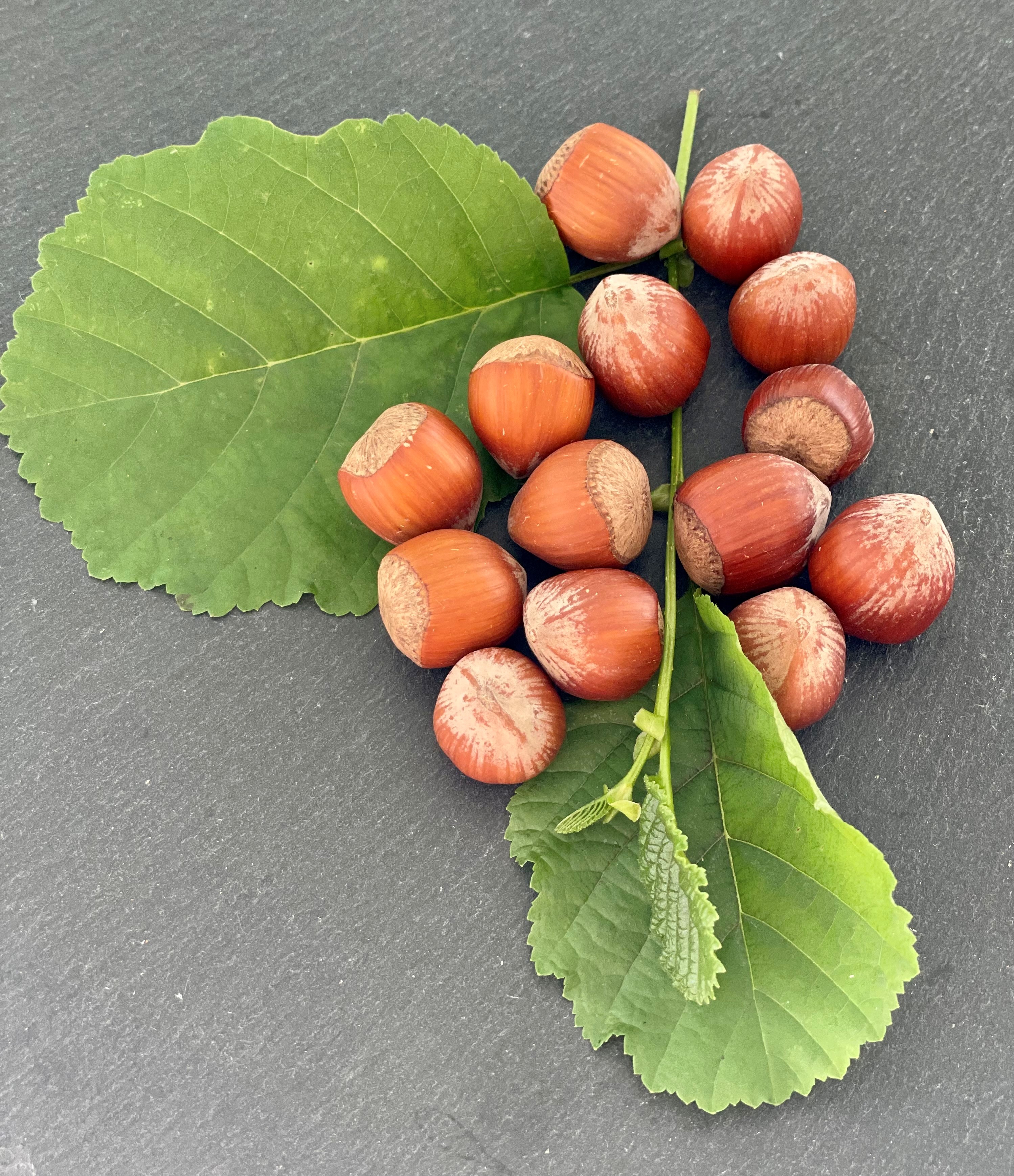 Fruchtzubereitung | Haselnuss | Bio
